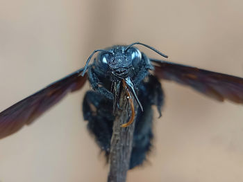 Close-up of spider