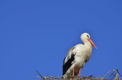 Low angle view of bird perching against clear blue sky