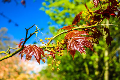 Close-up of leaves on branch against sky