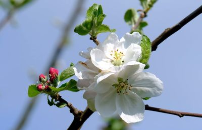 Close-up of cherry blossoms on tree