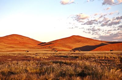 Ostriches on desert against sky