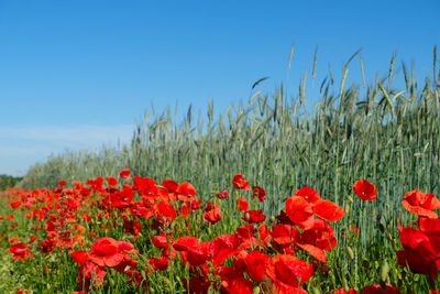 Blooming poppies outside the pesticide zone. poppy and all wild flowers margin around field.