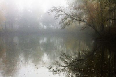 Trees by lake in forest during rainy season