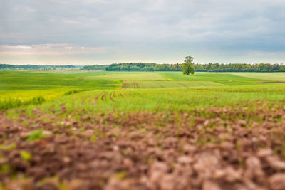 Scenic view of agricultural field against sky