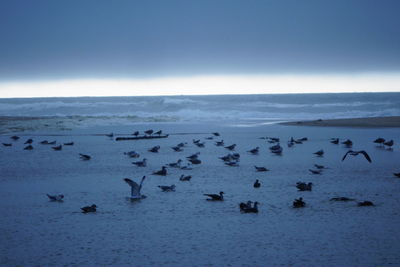 Flock of birds on beach