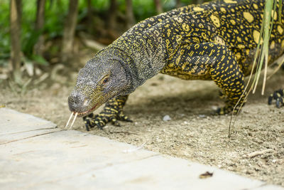 Close-up of a reptile on field