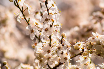 Close-up of white cherry blossom tree