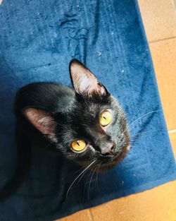 High angle view portrait of cat