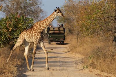 Side view of an animal