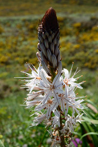 Close-up of plant against blurred background