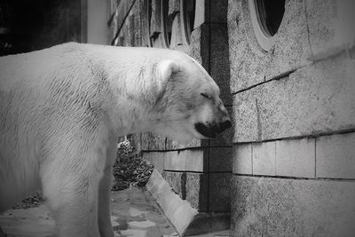 Side view of dog looking at wall