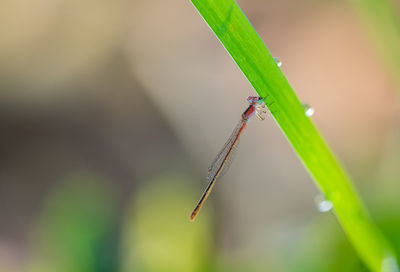 Close-up of insect on grass