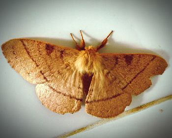 Close-up of butterfly on floor