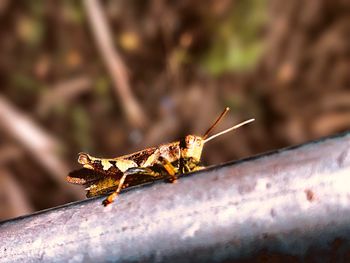 Close-up of insect on leaf