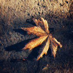 High angle view of dry maple leaf on street