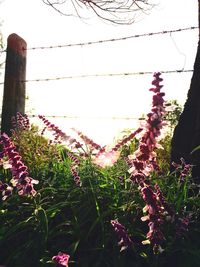 Close-up of flowers against clear sky