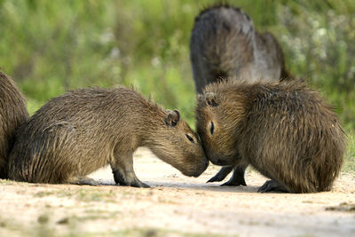 Capybara in a field