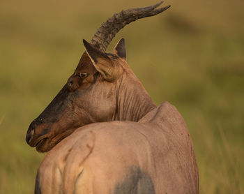 Close-up of horse on field