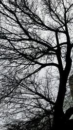 Low angle view of bare trees against sky