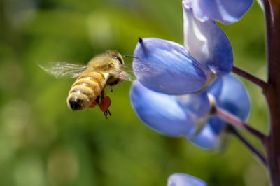 Close-up of bee pollinating on purple flower