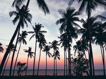 Palm trees on beach at sunset