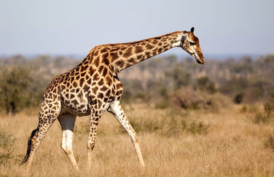 Giraffe in the wild, east africa