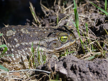 Close-up of a lizard on field