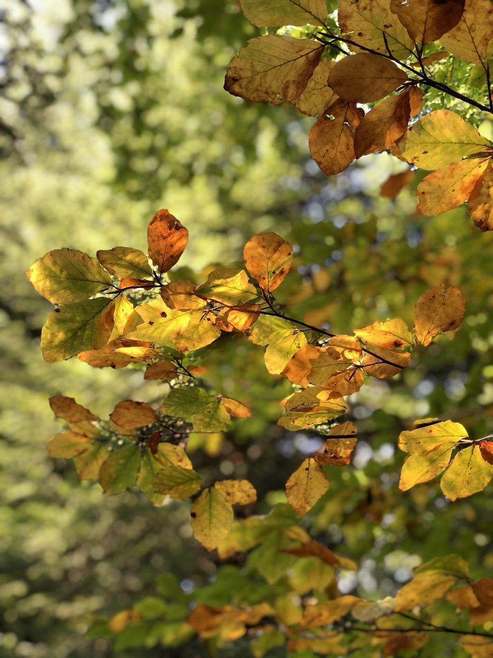 CLOSE-UP OF PLANT WITH RED LEAVES