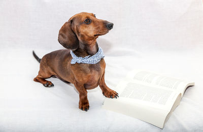 Dog looking away while sitting on book