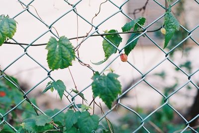 Close-up of chainlink fence