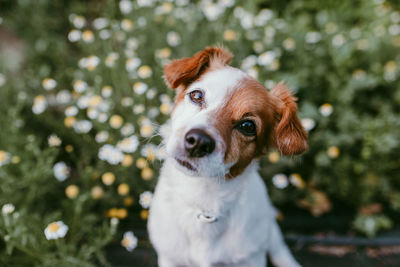 Close-up portrait of dog