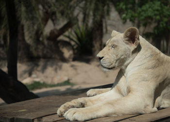 Close-up of lion relaxing outdoors