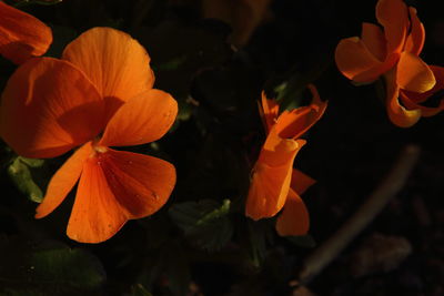 Close-up of orange flowers blooming outdoors