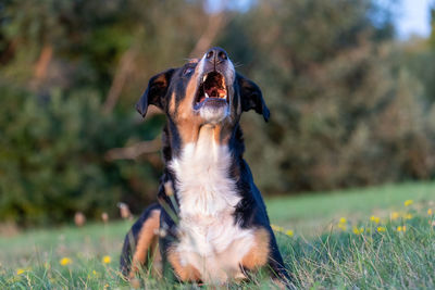 Close-up of a dog looking away