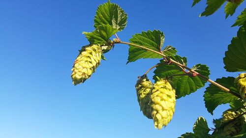 Low angle view of fruit growing on tree against clear blue sky