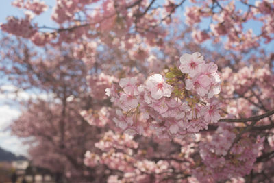 Close-up of pink cherry blossoms against sky