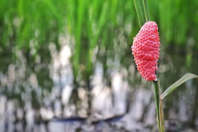 Close-up of red flowering plant