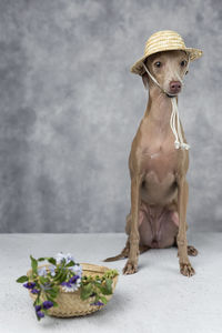 Portrait of dog wearing hat with flowers sitting against wall