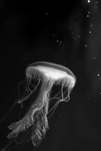 Close-up of jellyfish swimming