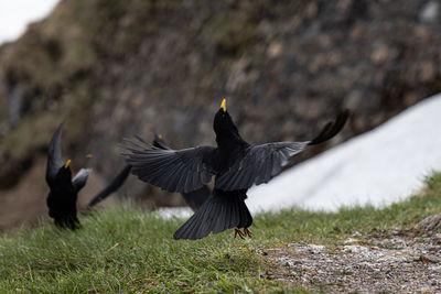 Flock of birds on grass