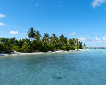 White sand and turquoise waters on the indian ocean beach in the maldives