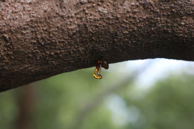 Close-up of housefly on tree trunk