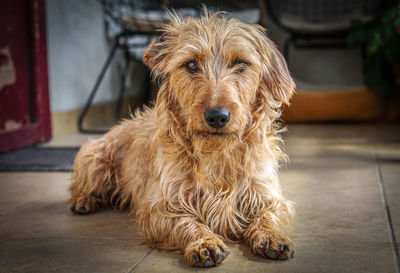 Portrait of dog sitting on floor