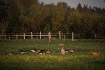 Canada geese on field