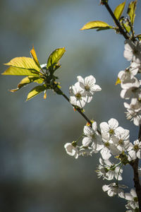 Close-up of white flowering plant against tree