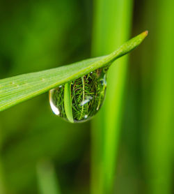 Close-up of water drop on green leaf