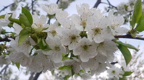 Close-up of white cherry blossoms in spring