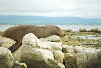 View of lizard on rock
