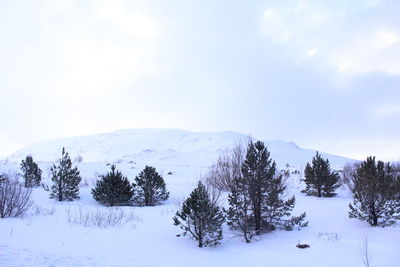 Trees on snow covered landscape against sky