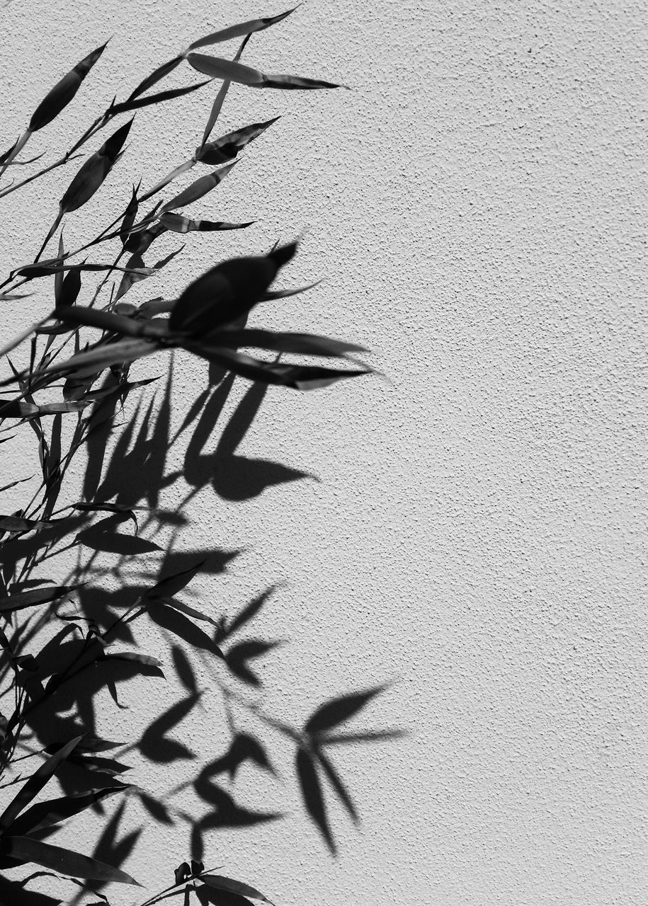 HIGH ANGLE VIEW OF PLANT ON WALL